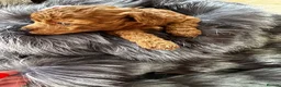 Miniature Poodle dogs for sale: Raised in our arms, ready for your heart - Advert 8