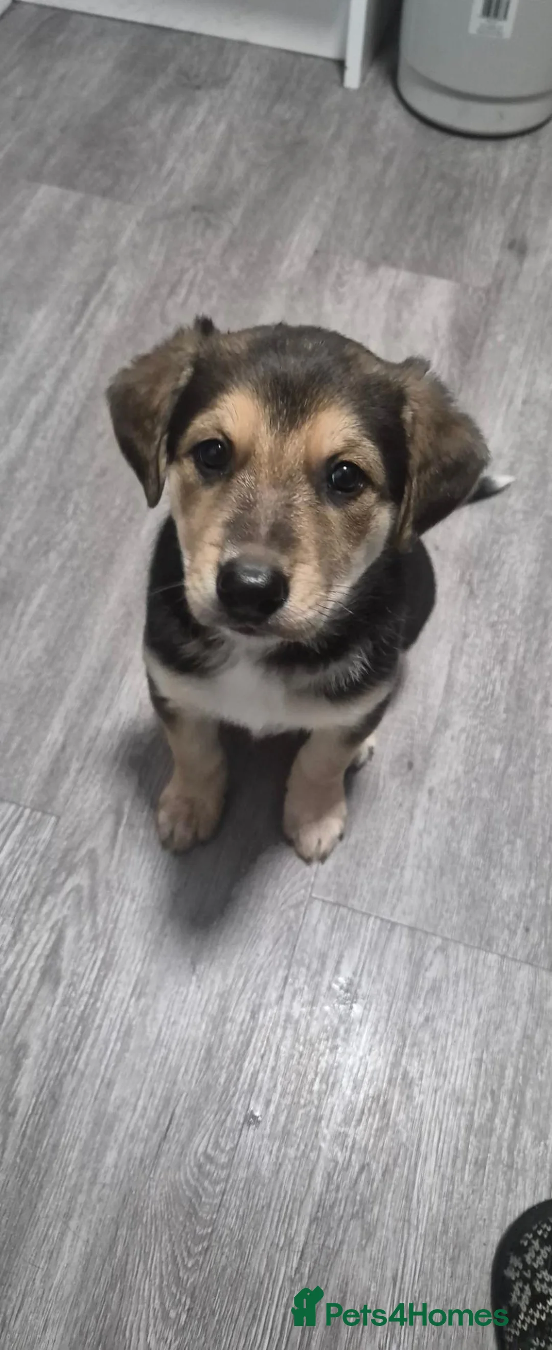 Mixed Breed dogs for sale: Girl pups for sale. in Liverpool - Advert 2