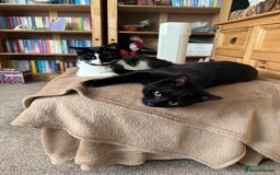 Domestic Shorthair cats for sale: Domestic short haired kittens  - Image 2