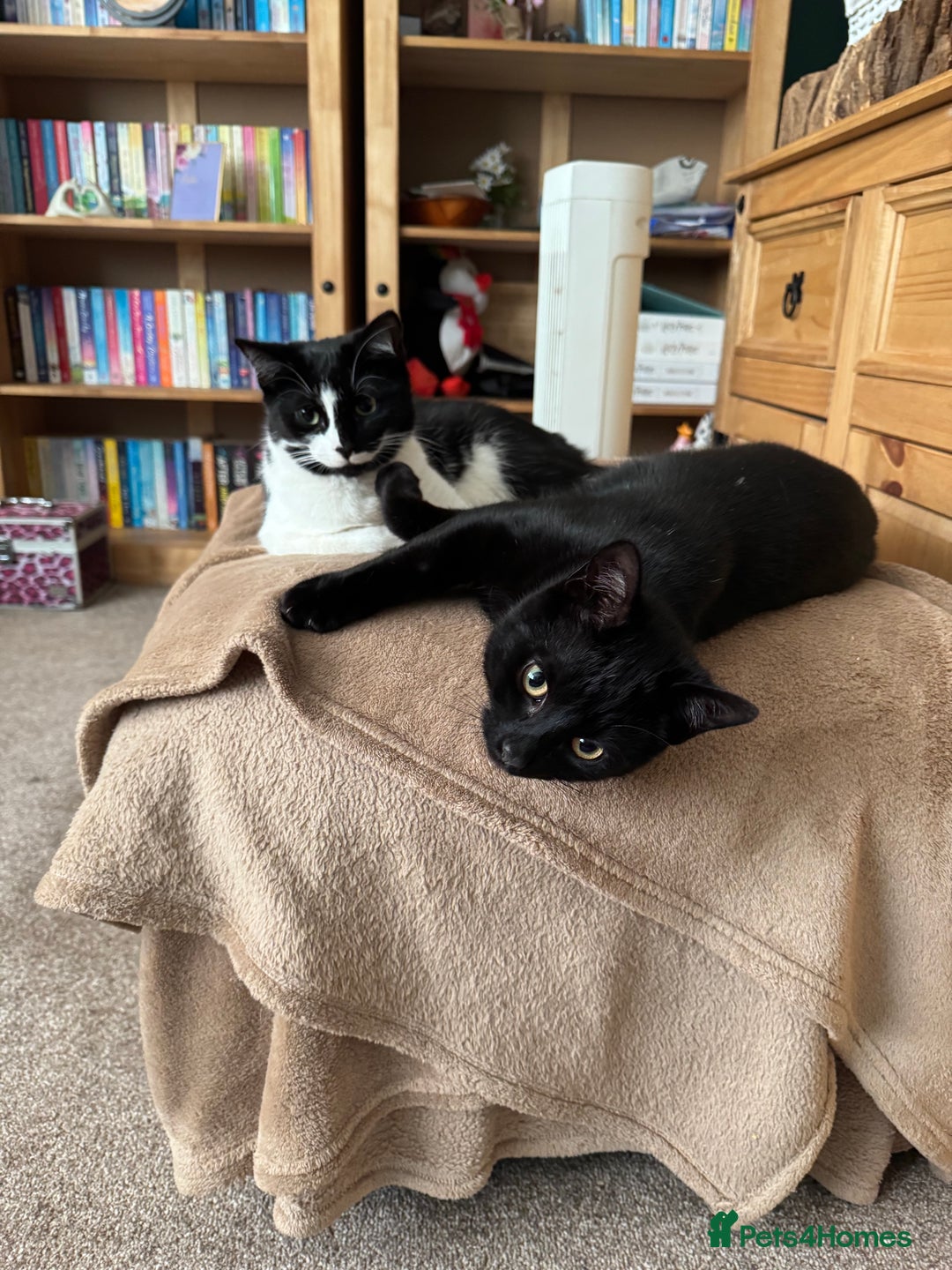 Domestic Shorthair cats for sale: Domestic short haired kittens  - Image 2