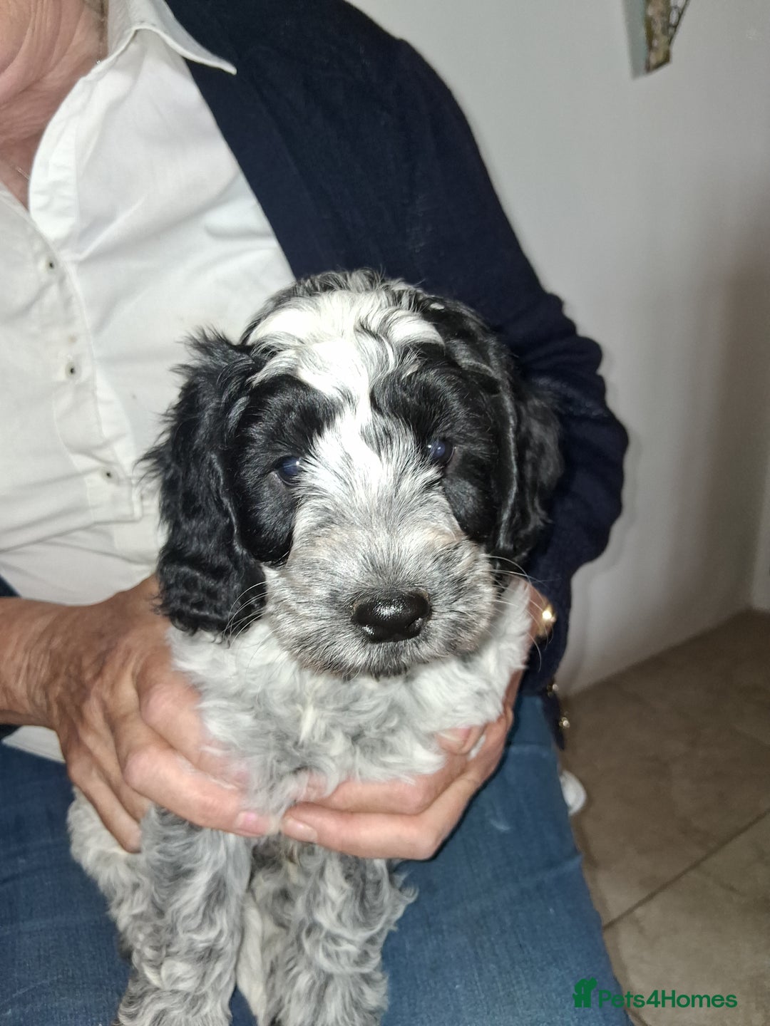 Cockapoo dogs for sale: Cockapoos for sale - Image 6