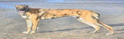 Lurcher dogs for sale: First cross saluki greyhounds  - Advert 15