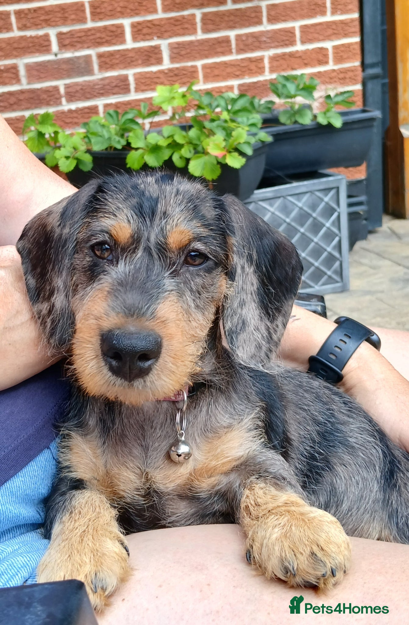 Miniature Dachshund dogs Wirehaired Dachshund - silver dapple - Advert 1