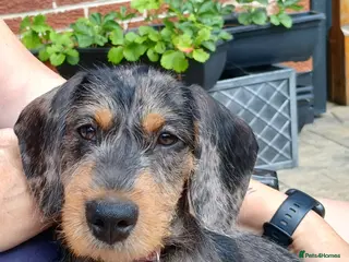 Miniature Dachshund dogs Wirehaired Dachshund - silver dapple - Advert 1