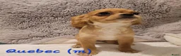 Cavapoo dogs for sale: F2 Cavapoo puppies in Forfar - Advert 7