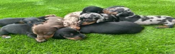 Dachshund dogs for sale: Beautiful Dachshund Puppies  - Advert 6