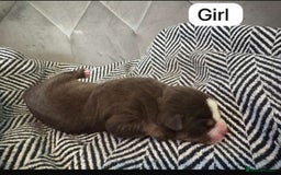 Mixed Breed dogs for sale: Bullpei puppies  - Image 5