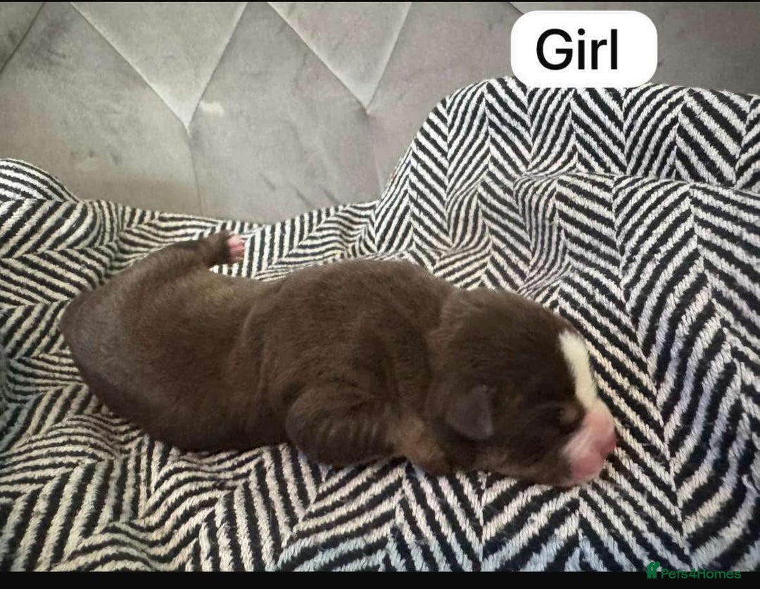 Mixed Breed dogs for sale: Bullpei puppies  - Image 5