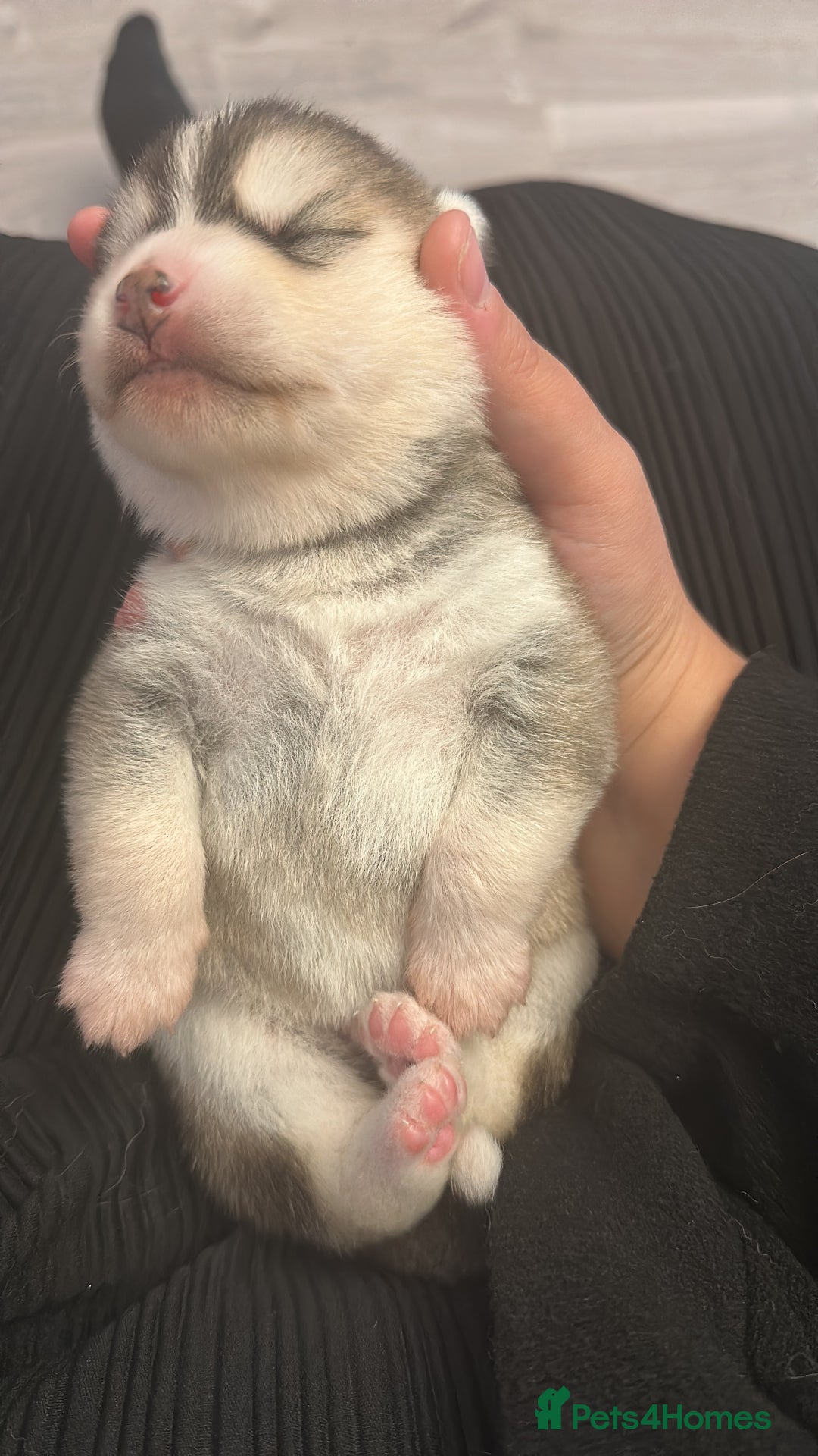 Pomsky dogs for sale: Pomsky Puppies  - Image 8