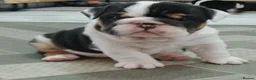 English Bulldog dogs for stud: Red Bulldog Stud - Free Microchipping - Advert 4
