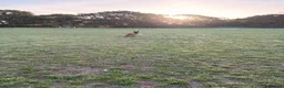 Mixed Breed dogs for sale: Willow  - Advert 3