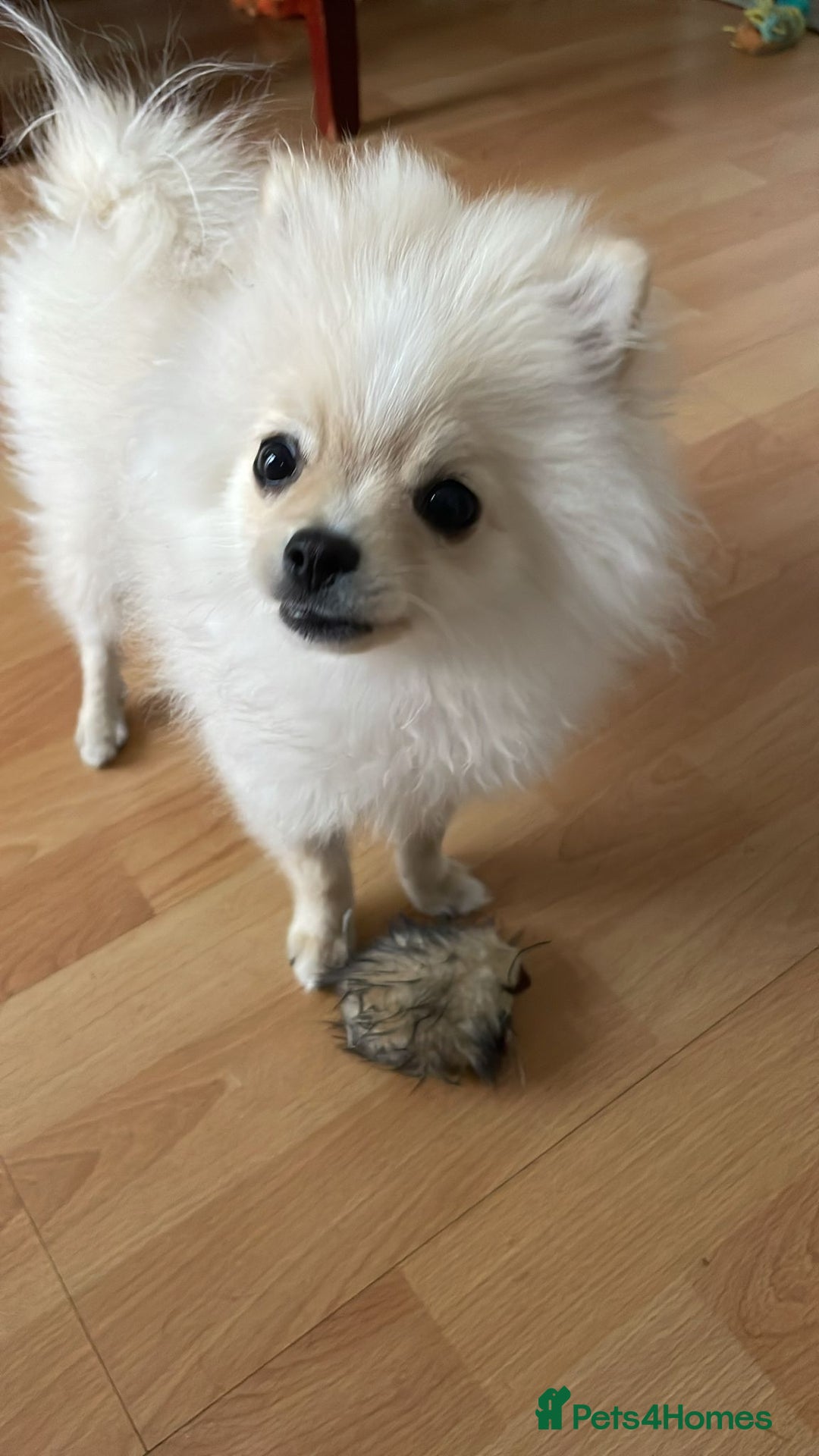 Pomeranian dogs for sale: Baby Teacup pomeranian boy  - Image 7