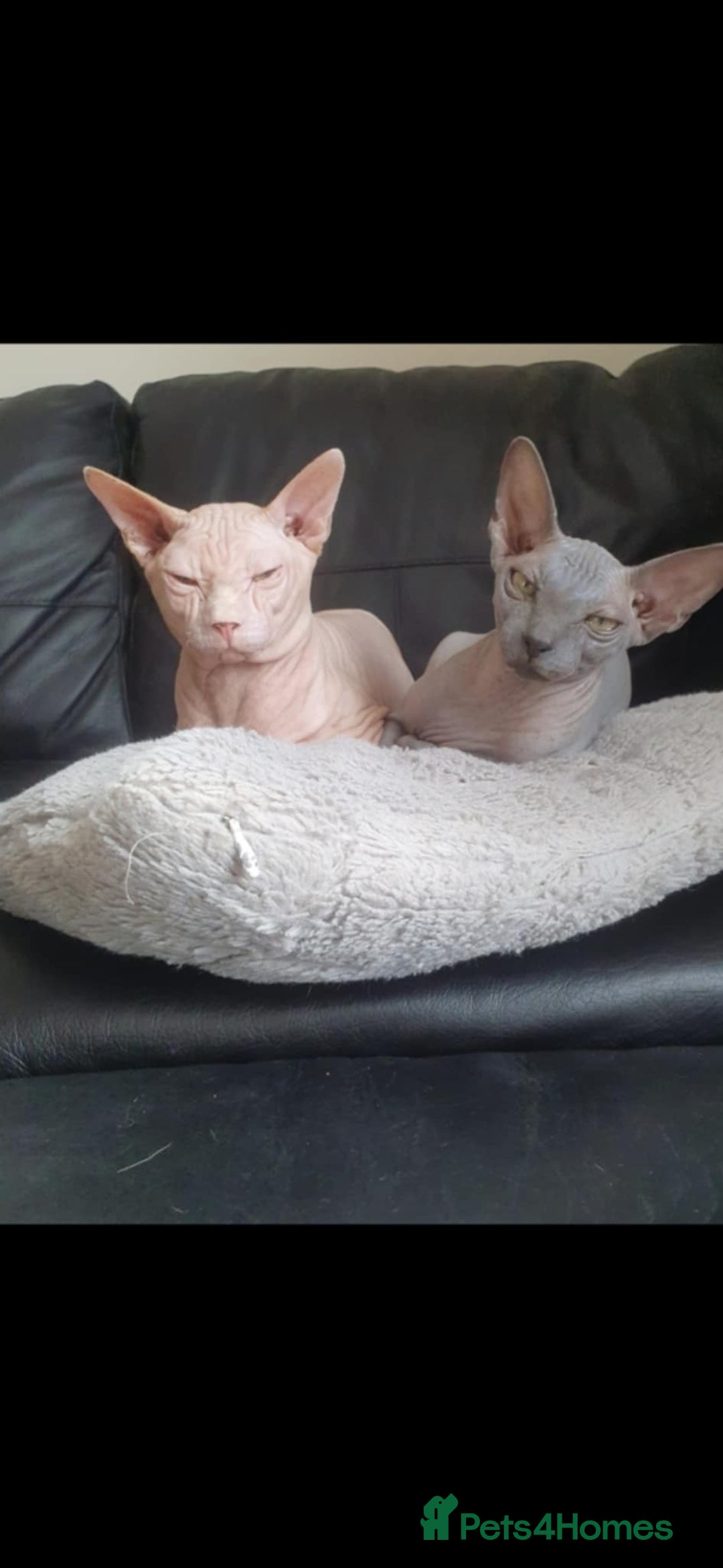 Sphynx cats for sale: READY NOW ONE LEFT SPHYNX BABY GIRL 💖 - Advert 5