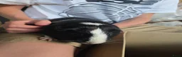 Guinea Pig rodents for sale: 2 Friendly Bonded Male Guinea Pigs & Outdoor Hutch - Advert 2