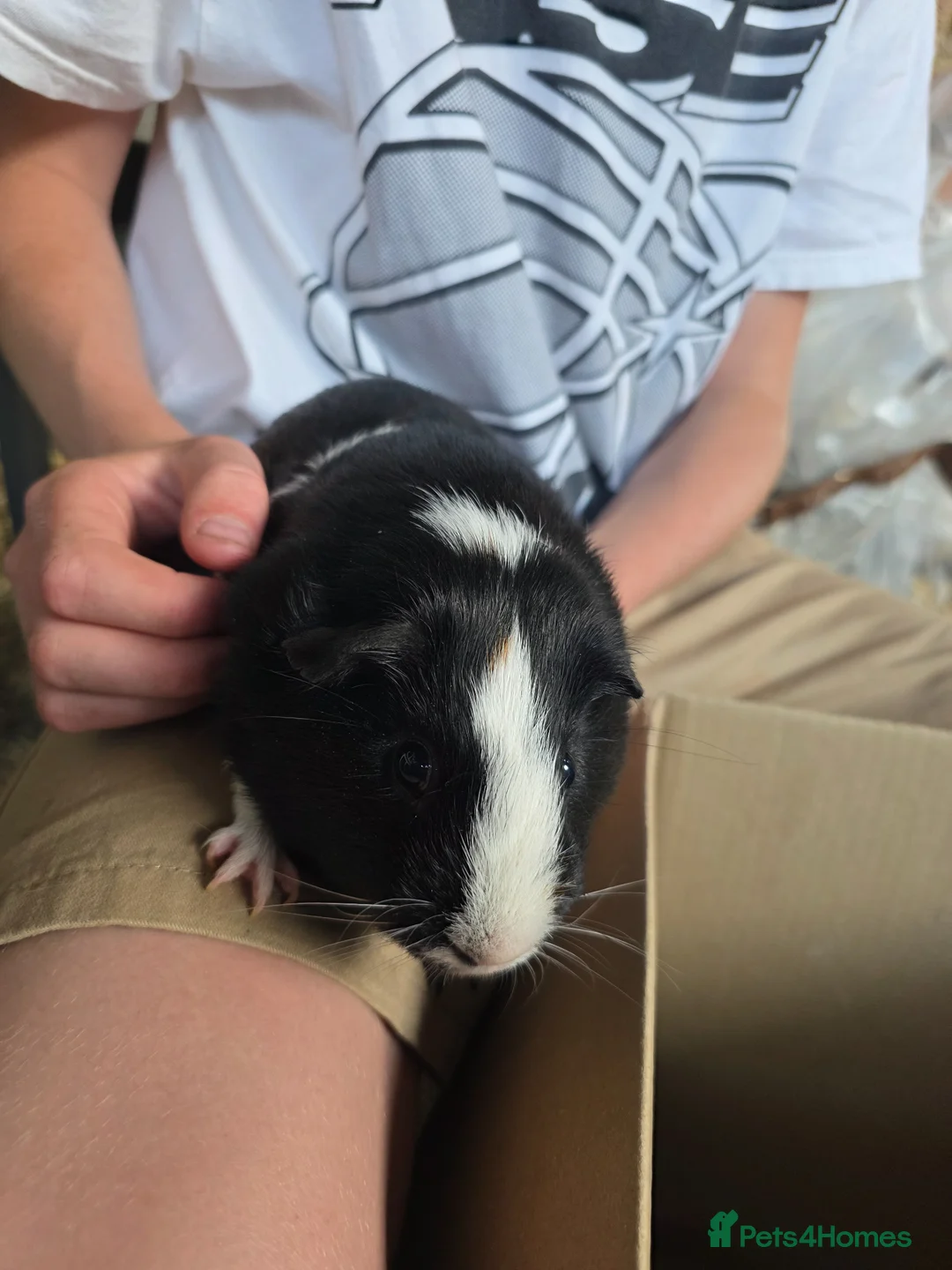 Guinea Pig rodents for sale: 2 Friendly Bonded Male Guinea Pigs & Outdoor Hutch - Advert 2