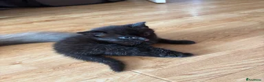Kitten 3 Lola