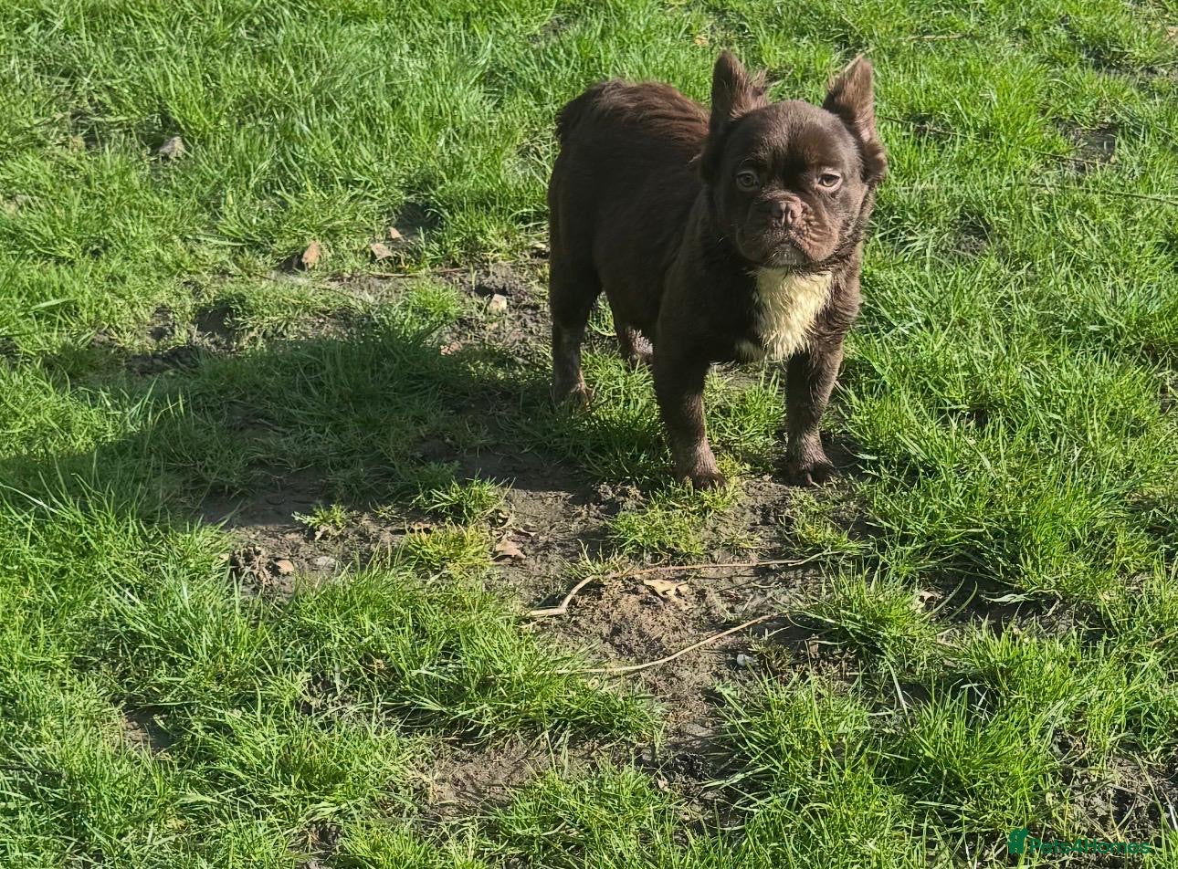 French Bulldog dogs Chocolate male full fluffy with C1 - Advert 21