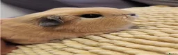 Guinea Pig rodents for sale: WANTED! Female sow guinea pig - Advert 3