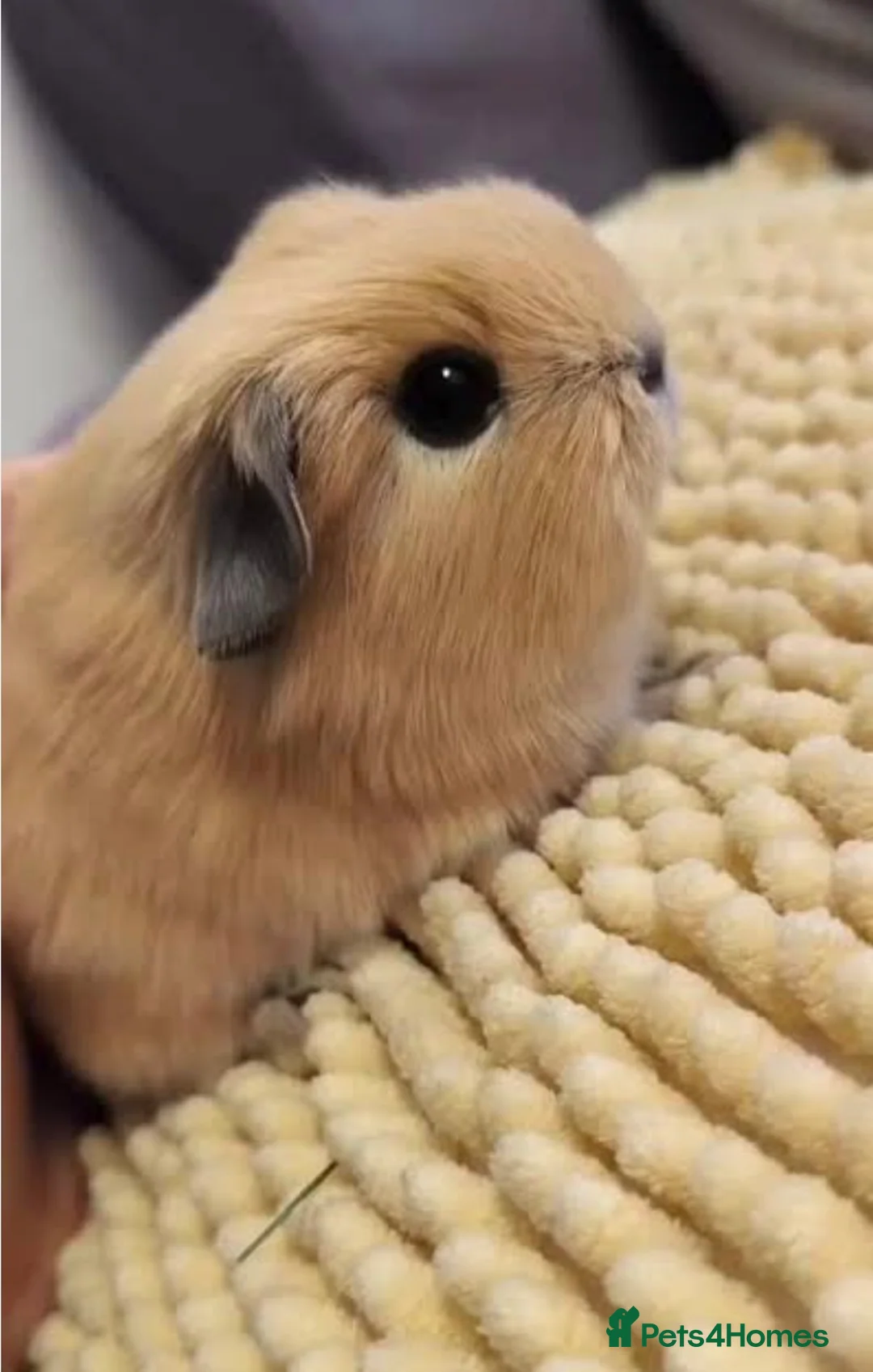 Guinea Pig rodents for sale: WANTED! Female sow guinea pig - Advert 3