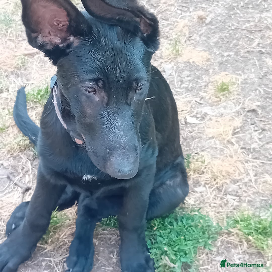 German Shepherd dogs for sale: Female Black German Shepherd Puppy in London - Image 10