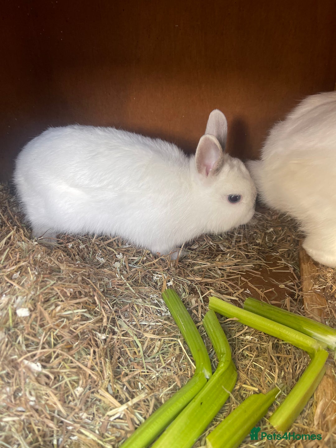 Netherland Dwarf rabbits for sale: netherland dwarf male and female with hutch  - Image 5