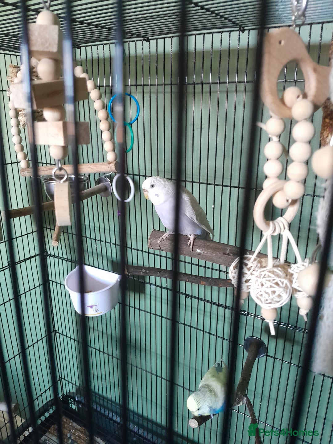 Budgerigars birds for sale: Bonded pair of budgies  - Image 3