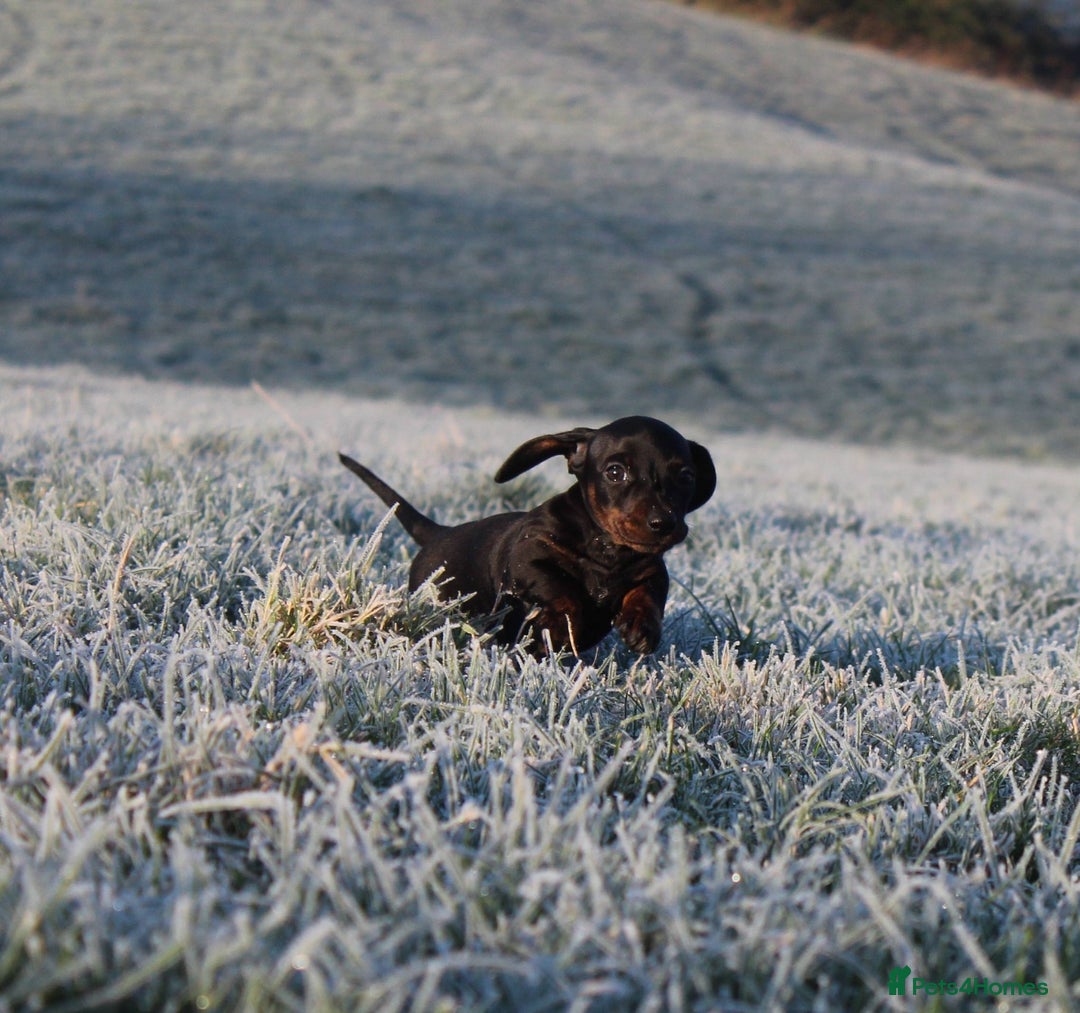 Miniature Dachshund dogs for sale: Stunning Miniature Dachshund Puppies - Advert 10