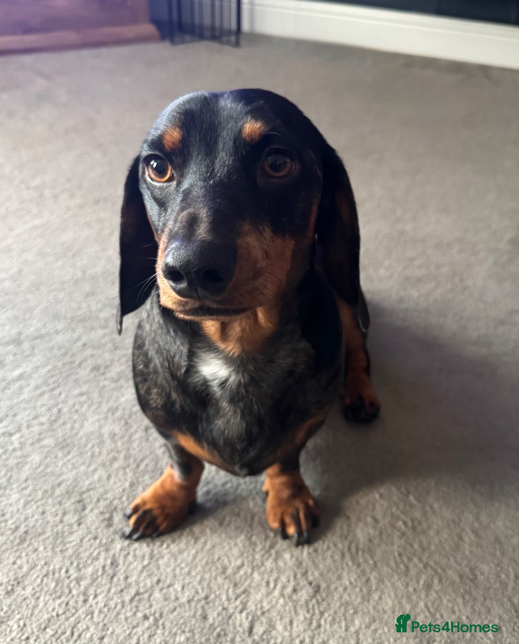 Dachshund dogs Male Dachshund for stud - Advert 1