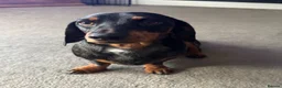 Dachshund dogs for stud: Male Dachshund for stud in Saltburn-by-the-Sea - Advert 1