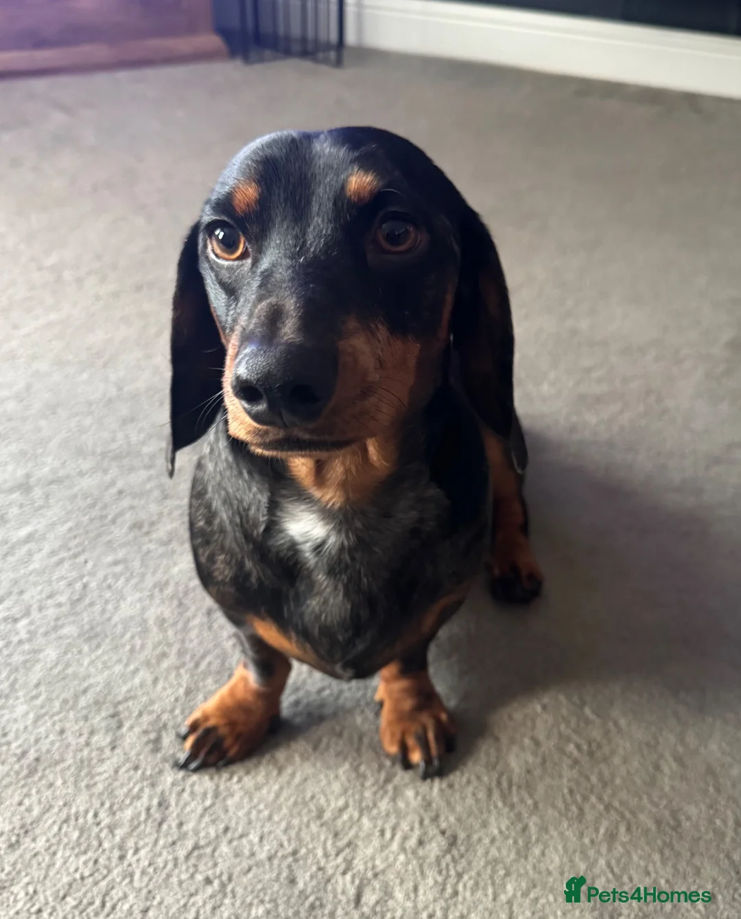 Dachshund dogs for stud: Male Dachshund for stud in Saltburn-by-the-Sea - Advert 1