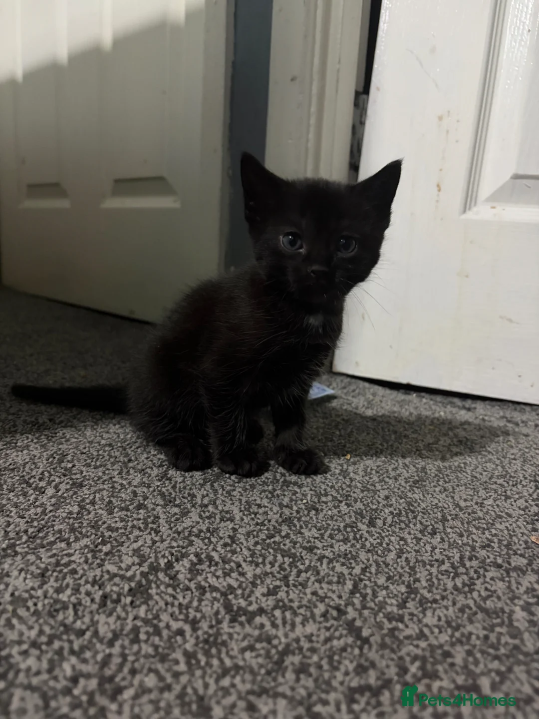 Mixed Breed cats for sale: Two Adorable Kittens Available  - Advert 2