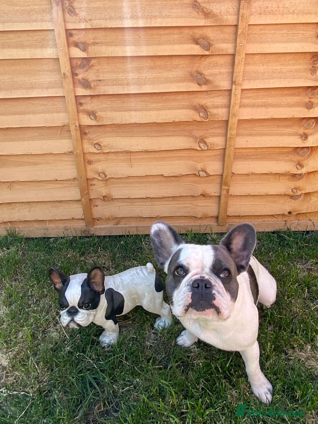 French Bulldog dogs for sale: French Bulldog  - Image 9