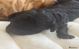 Cavapoo dogs for sale: Beautiful F1bb cavapoo pups - Image 7