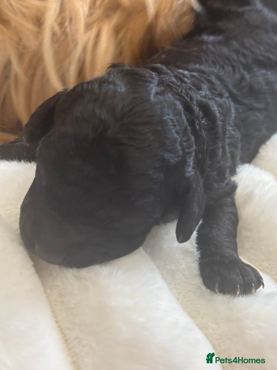 Cavapoo dogs for sale: Beautiful F1bb cavapoo pups - Image 7