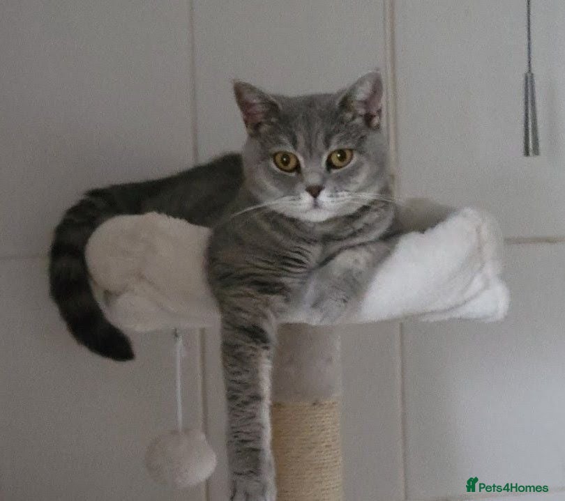 British Shorthair cats *GCCF Active Female* DNA Health Tested* - Advert 1