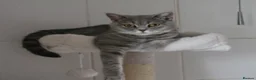 British Shorthair cats for sale: *GCCF Active Female* DNA Health Tested* - Advert 1