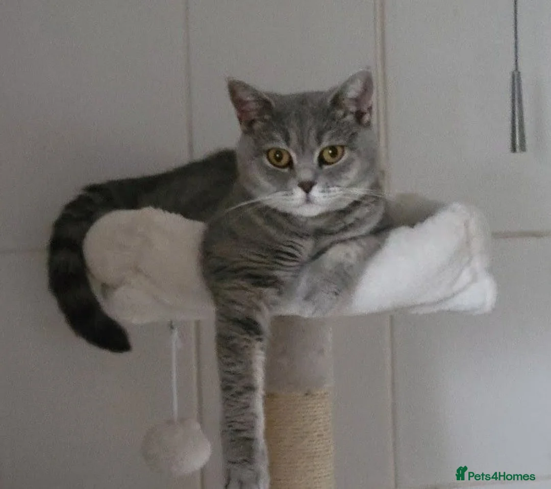 British Shorthair cats for sale: *GCCF Active Female* DNA Health Tested* - Advert 1