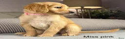 Goldendoodle dogs for sale: BEAUTIFUL HEALTHY LOVING PUPPIES  - Advert 19