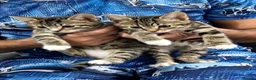 Bengal cats for sale: Beautiful Bengal × British Shorthair Kittens in Huddersfield - Advert 5