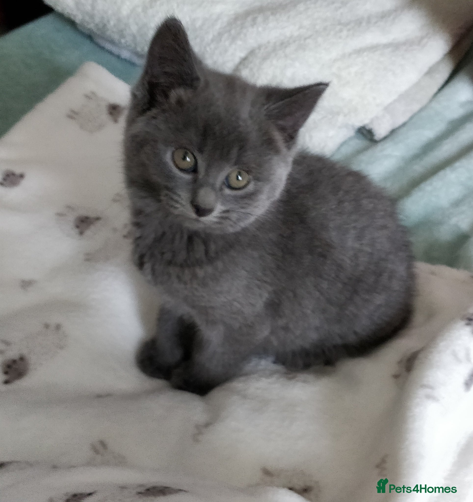 Russian Blue cats for sale: Russian blue kittens 3 girls 1 boy - Advert 3