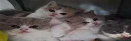 British Shorthair cats for sale:  Ready! GCCF parents with champions in line,BSH  - Advert 12