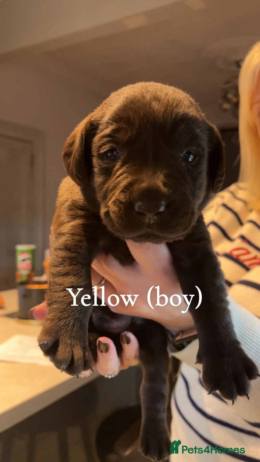 Labrador Retriever dogs for sale: Chocolate lab puppies  - Advert 4