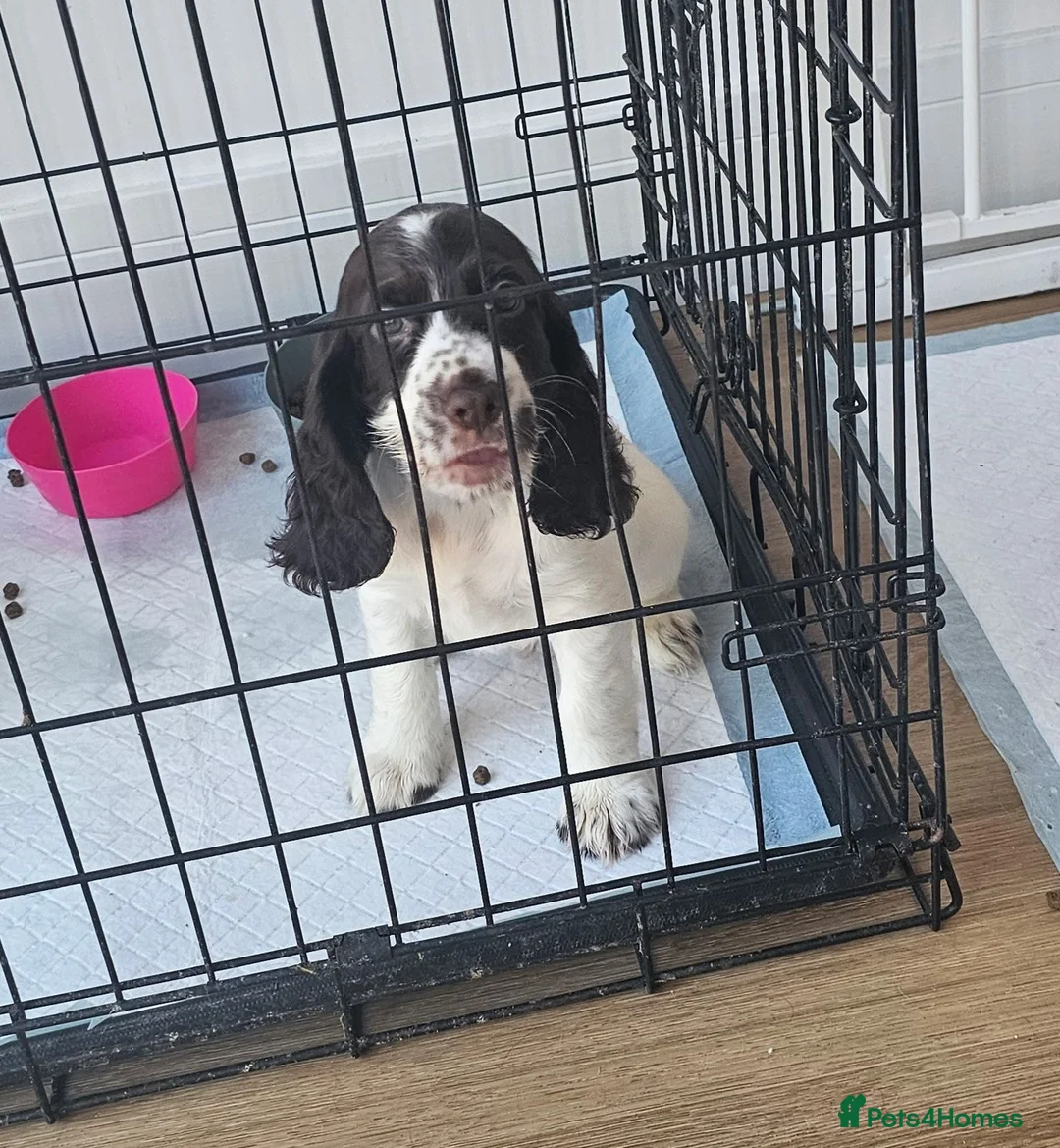 Cocker Spaniel dogs for sale: 9 week old boy  in Romney Marsh - Advert 2