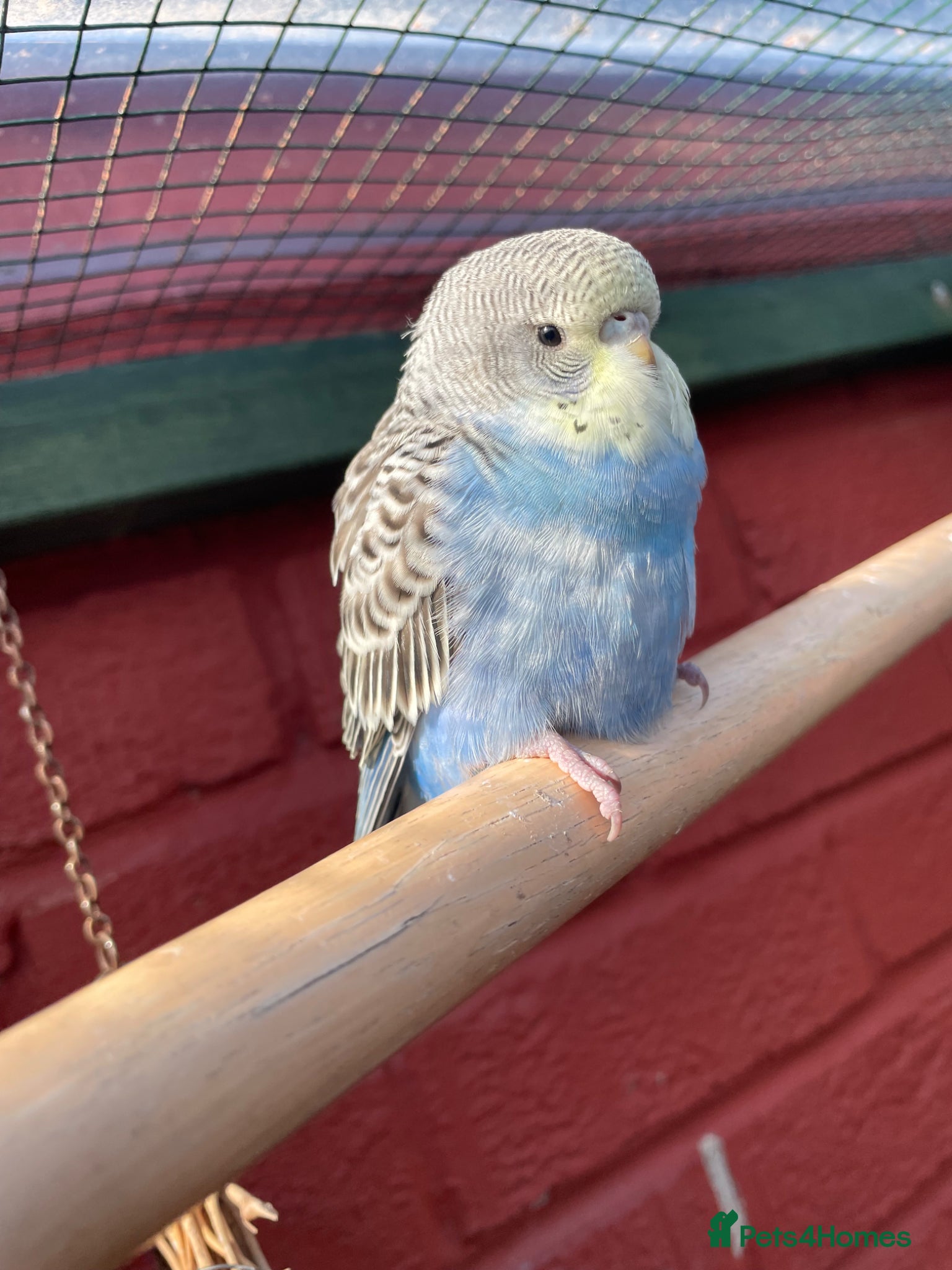 Budgerigars birds Baby Budgies - Advert 1