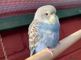 Budgerigars birds Baby Budgies - Advert 1