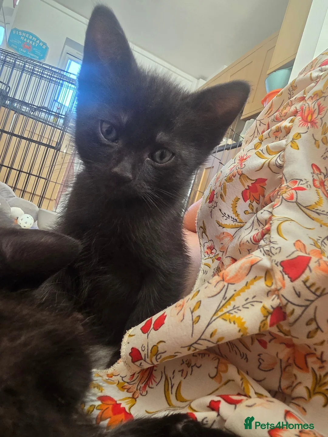 Mixed Breed cats for sale: Ready in a week in Romney Marsh - Advert 4