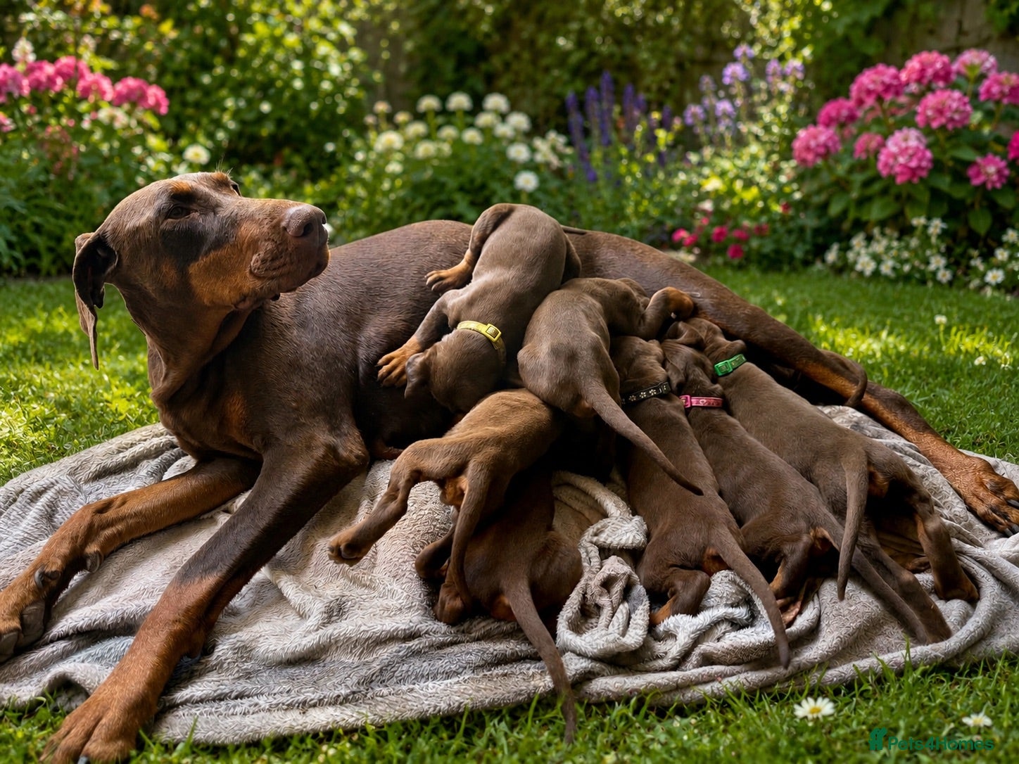 Dobermann dogs DOBERMANN PUPPIES - Advert 9