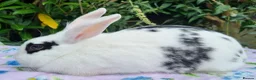 Mixed Breed rabbits for sale: Still Available - 4 Month old Baby Girl Bunny - Advert 3