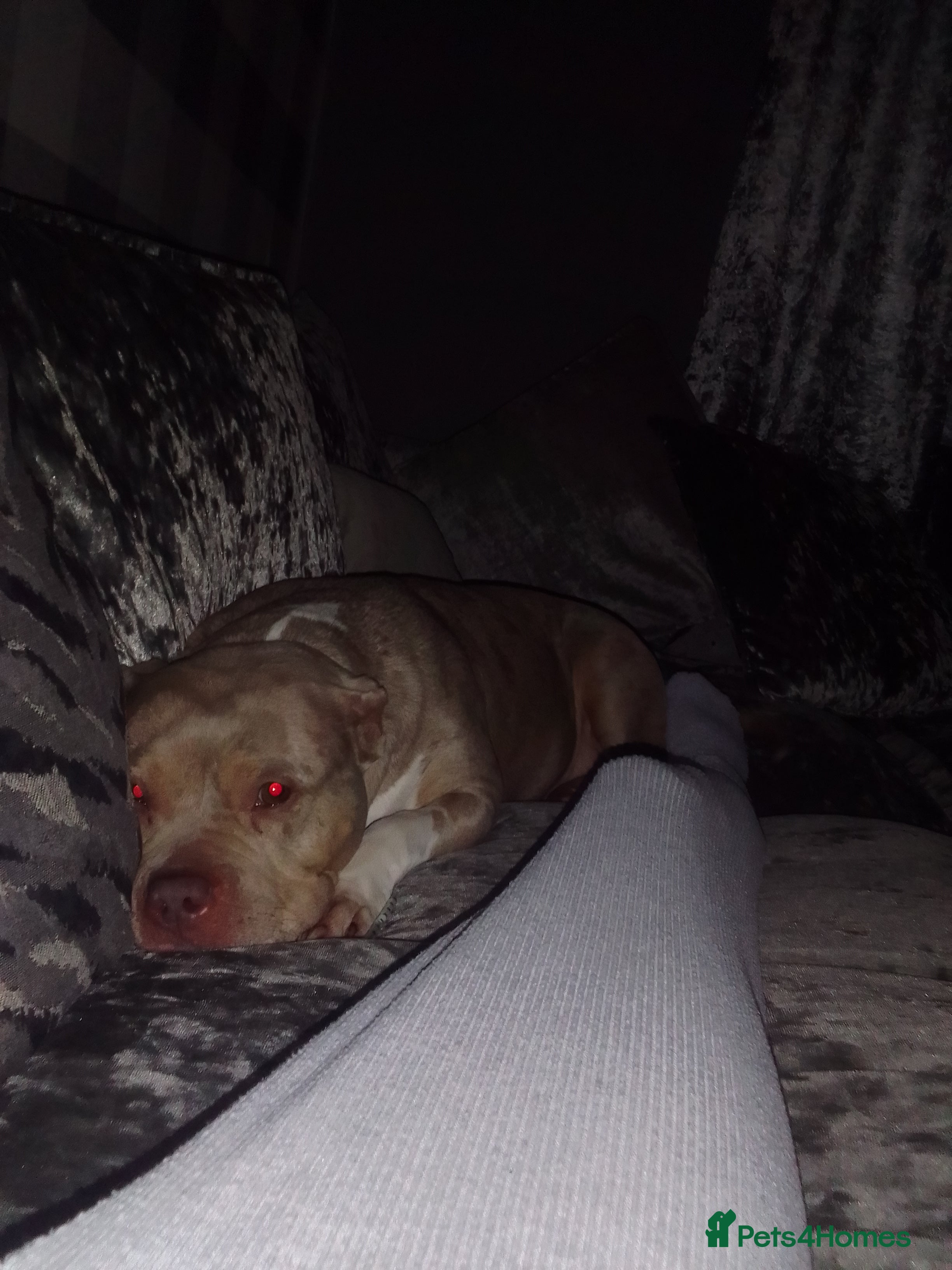 American Bully dogs Zara Pocket Bully - Advert 2