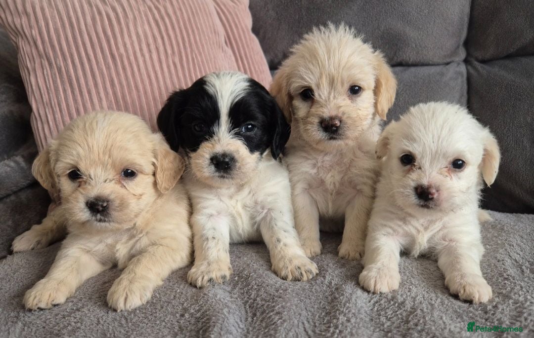 Jackapoo dogs F1 jackapoo pups  - Advert 1